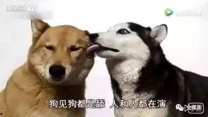 吃瓜群众舔狗什么意思,网络流行语背后的心理与社会现象