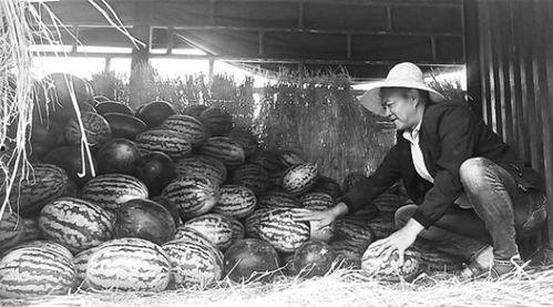 枣山吃瓜群众事件始末,一场网络舆论的风暴与反思