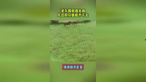 吃瓜群众老牛,揭秘娱乐圈背后的那些事儿