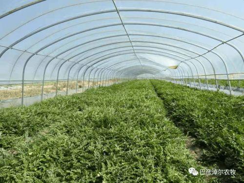 群众吃海瓜视频大全,群众共享的海味视频大盘点