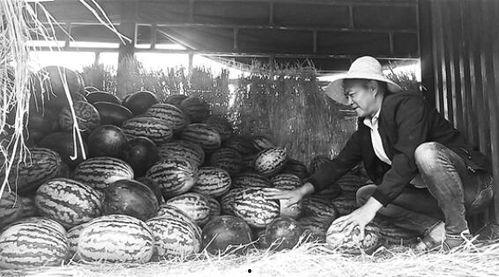 潍坊泰华吃瓜群众事件,网络舆论下的社会现象解析