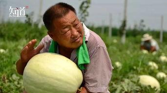 群众吃瓜的方法,揭秘群众吃瓜的五大绝技