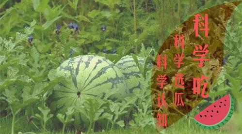 吃瓜群众的第一天,揭秘娱乐圈幕后风云